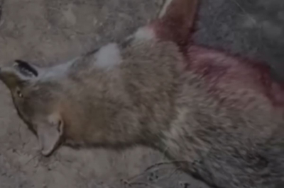 Жители Жана Каратона сообщают о нападениях на скот