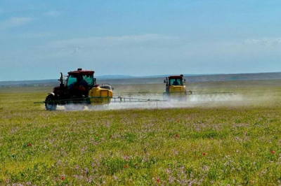 Борьба с саранчой: обработаны почти все запланированные площади